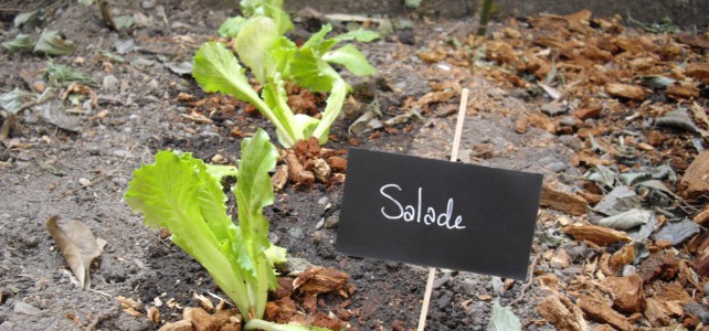 Installation d’un potager dans la périphérie de Toulouse Installation d’un potager dans la périphérie de Toulouse